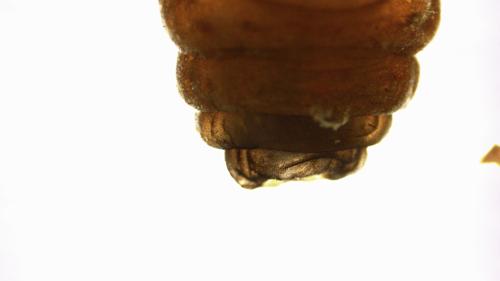 Cranefly Larvae